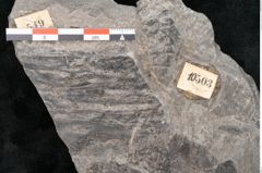 Foto (Detailansicht) von Dictyophyllum obtusilobum Sch. (NHMW-GEO-2024-0188-10503)